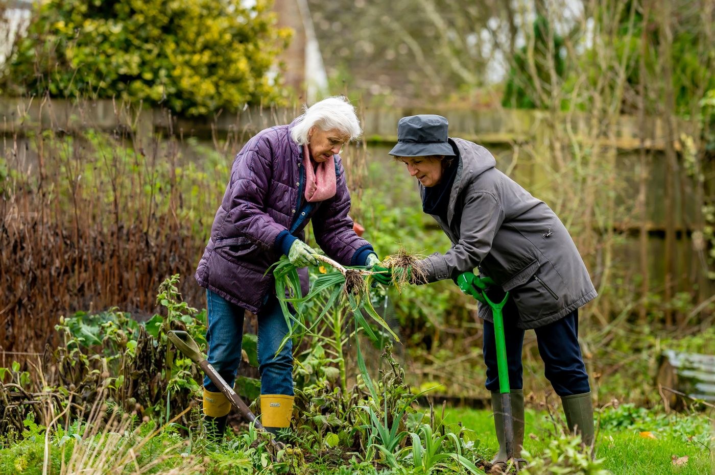 Two women planting seedlings in a garden bed